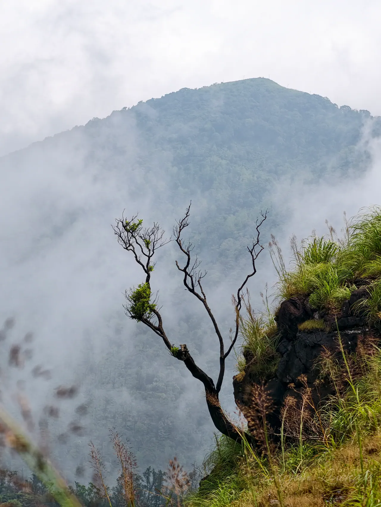 A lone tree on a cliff edge with a misty Western Ghats peak behind